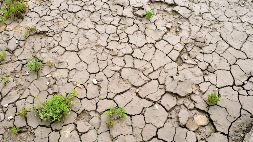cracked dry soil