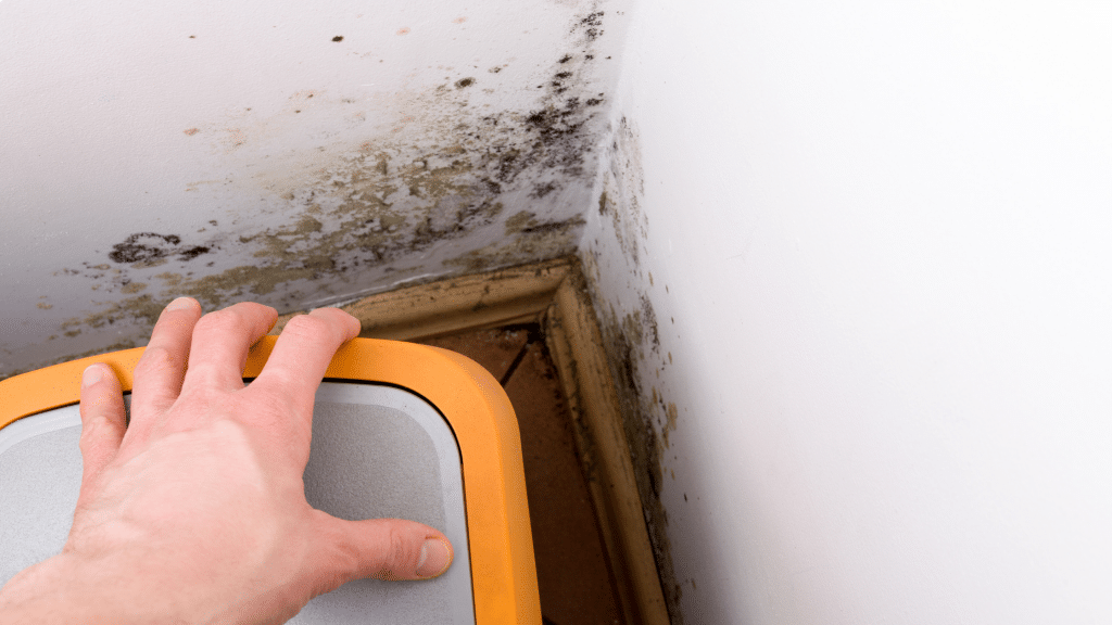mold growth in the corner of a basement