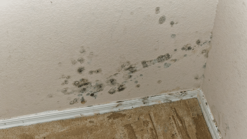 mold spores on the wall