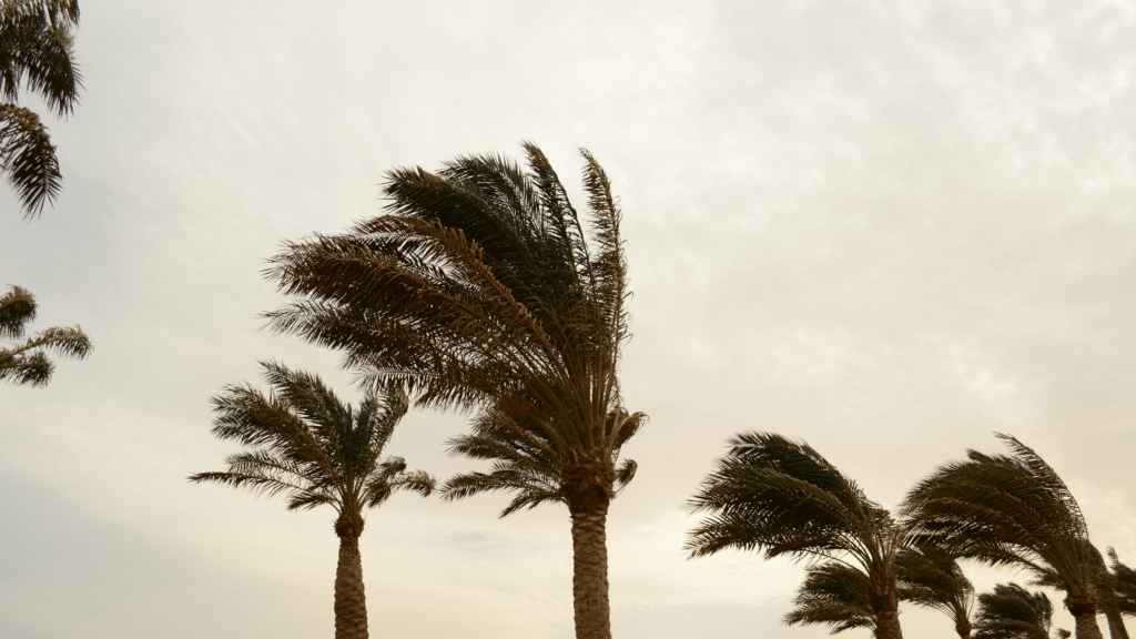 palm trees bending in the wind