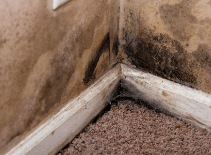 mold growth in the basement